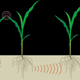 Plants can communicate by sending chemical signals through the soil.